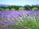 Lavendel, Blumen hintergrund, Schöne blumen, Quelle: Hans,
